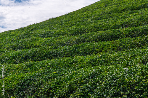 Obraz na płótnie low-angle view of the green tea farm on the mountain w salonie