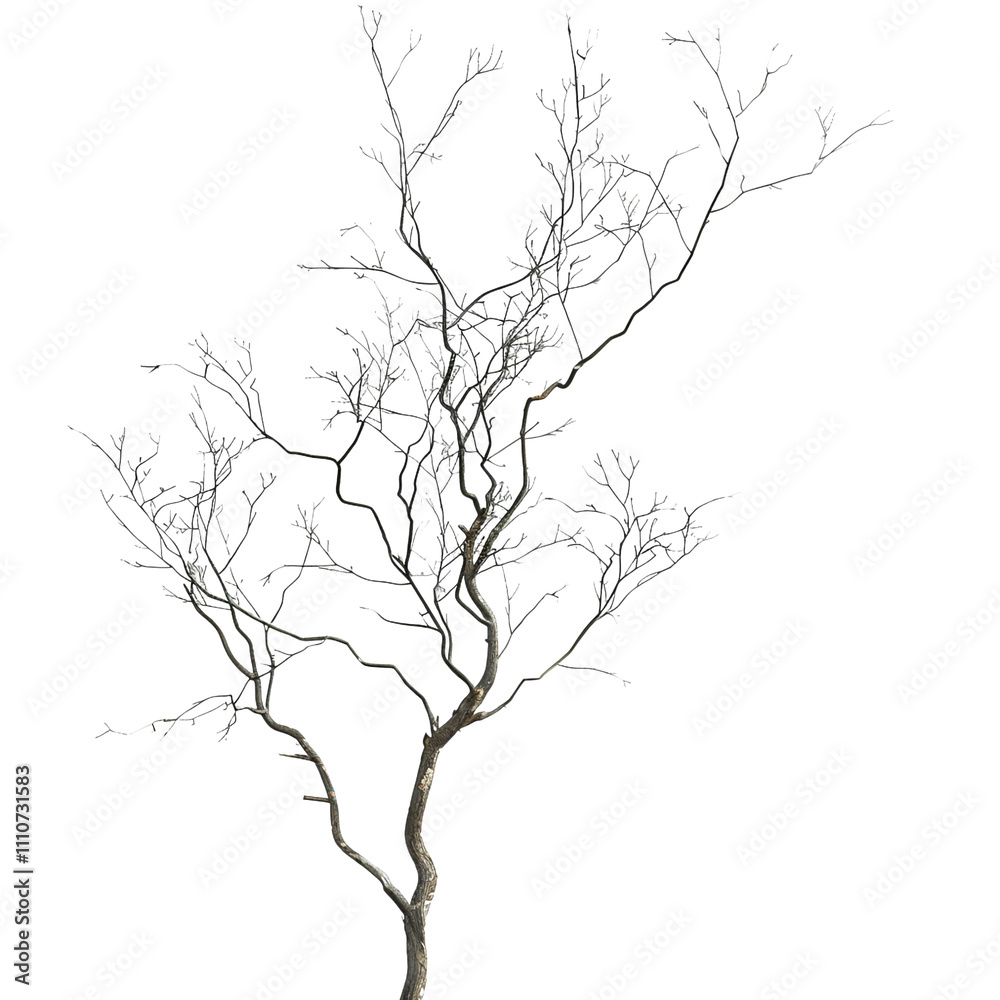 Fototapeta premium Bare Tree Branches Against a White Background