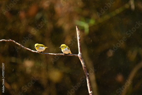 Cute indian white eye couple bird resting on branch and enjoying rain
