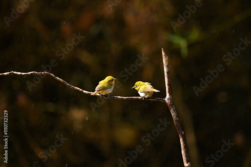 Cute indian white eye couple bird resting on branch and enjoying rain