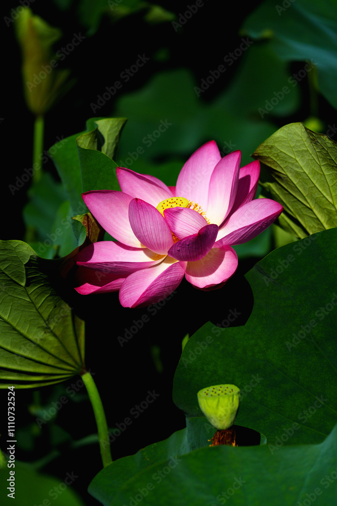 Chinese beauty: Pink lotus blooming in sunlight with green leaf Chinese beauty: Pink lotus blooming in sunlight with green leaf