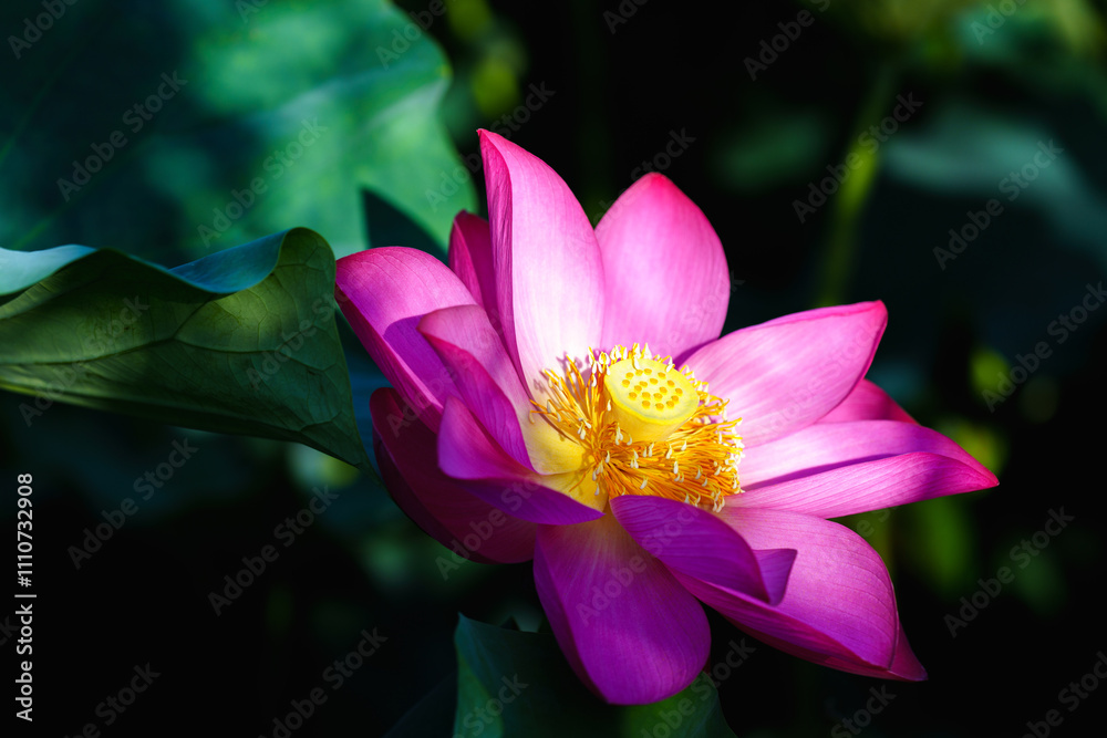 Chinese beauty: Pink lotus blooming in sunlight with green leaf Chinese beauty: Pink lotus blooming in sunlight with green leaf