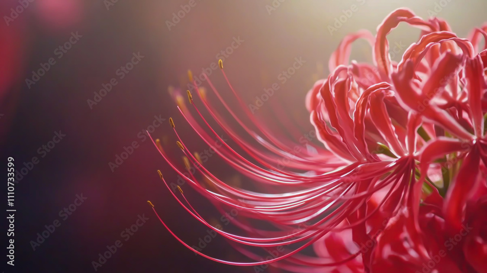 A hyperrealistic close-up of a vibrant red spider lily flower in full bloom A hyperrealistic close-up of a vibrant red spider lily flower in full bloom
