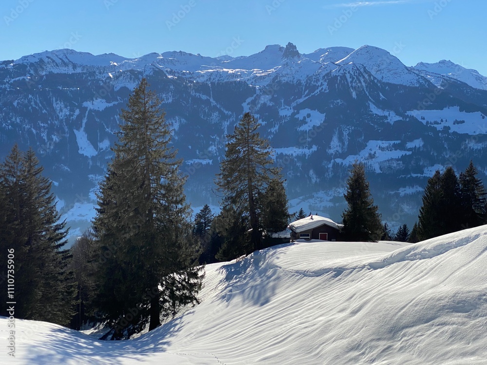 Fototapeta premium Picturesque canopies of alpine trees in a typical winter atmosphere over the Lake Walen or Lake Walenstadt (Walensee) and in the Swiss Alps, Walenstadtberg - Switzerland (Schweiz)