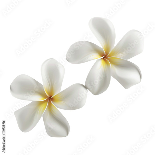 Two Plumeria Flowers