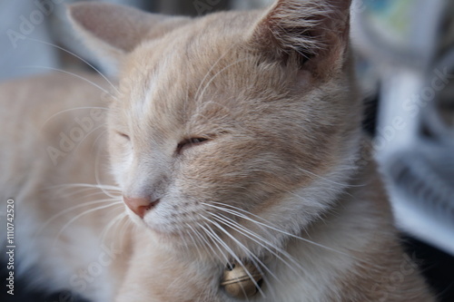 a sleepy cat 