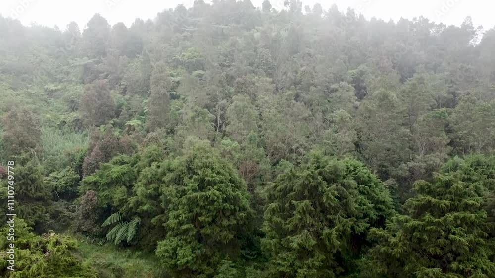 Misty aerial shot ascends through lush, green forest. Dramatic clouds loom above, creating moody atmosphere. Perfect for fantasy, horror films. Misty aerial shot ascends through lush, green forest. Dramatic clouds loom above, creating moody atmosphere. Perfect for fantasy, horror films.