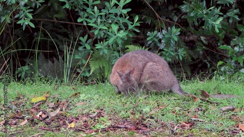 Swamp Wallaby, Wallabia bicolor, is one of the smaller kangaroos. 