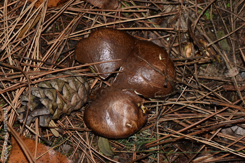 Boletus edulis mushroom in autumn pine forest. Close-up of a brown mushroom family