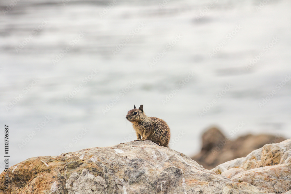 Fototapeta premium Rock-Dwelling Ground Squirrel in its Natural Habitat