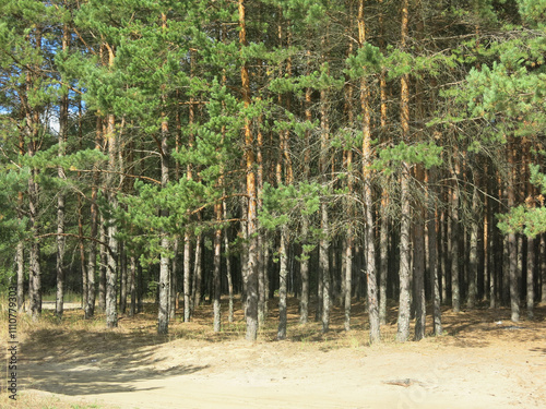 Tall pines on a sandy beach in sunny weather in Lopatinsky quarries, Moscow region photo