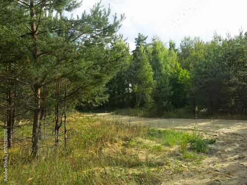 Tall pines on a sandy beach in sunny weather in Lopatinsky quarries, Moscow region photo