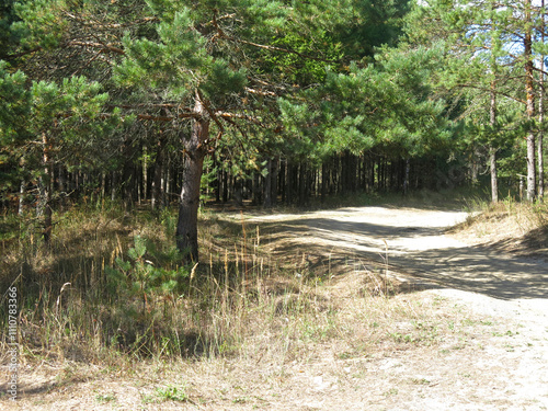 Tall pines on a sandy beach in sunny weather in Lopatinsky quarries, Moscow region photo