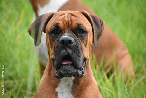 Playful boxer