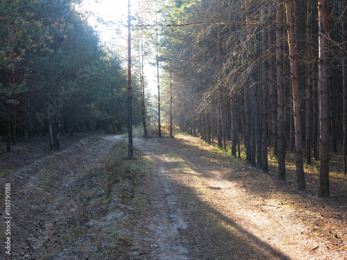 Pine forest in early autumn in Lopatinsky quarries, Moscow region photo
