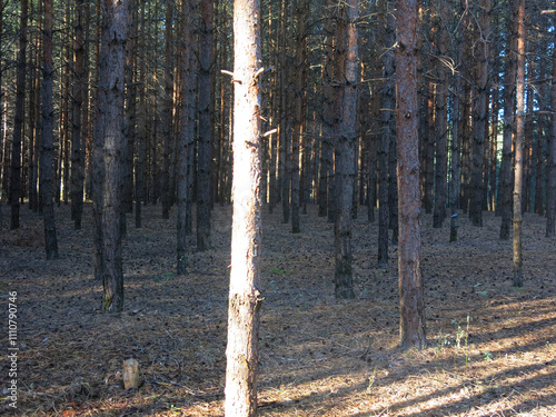 Pine forest in early autumn in Lopatinsky quarries, Moscow region photo