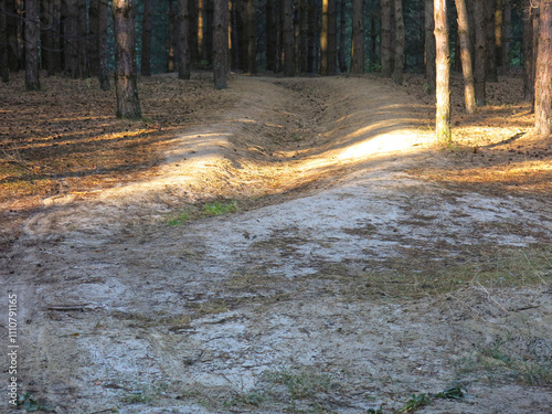 Pine forest in early autumn in Lopatinsky quarries, Moscow region photo