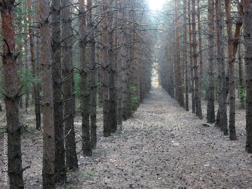 Pine forest in early autumn in Lopatinsky quarries, Moscow region photo