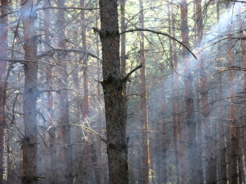 Pine forest in early autumn in Lopatinsky quarries, Moscow region photo