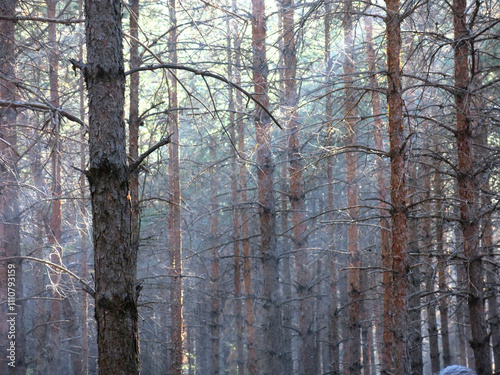 Pine forest in early autumn in Lopatinsky quarries, Moscow region photo