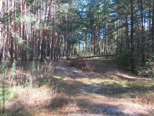 Pine forest in early autumn in Lopatinsky quarries, Moscow region photo