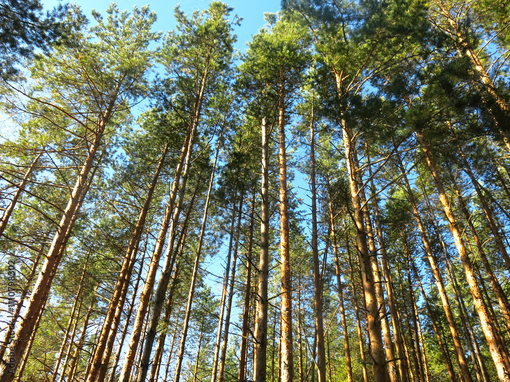 Fototapeta premium Pine forest in early autumn in Lopatinsky quarries, Moscow region