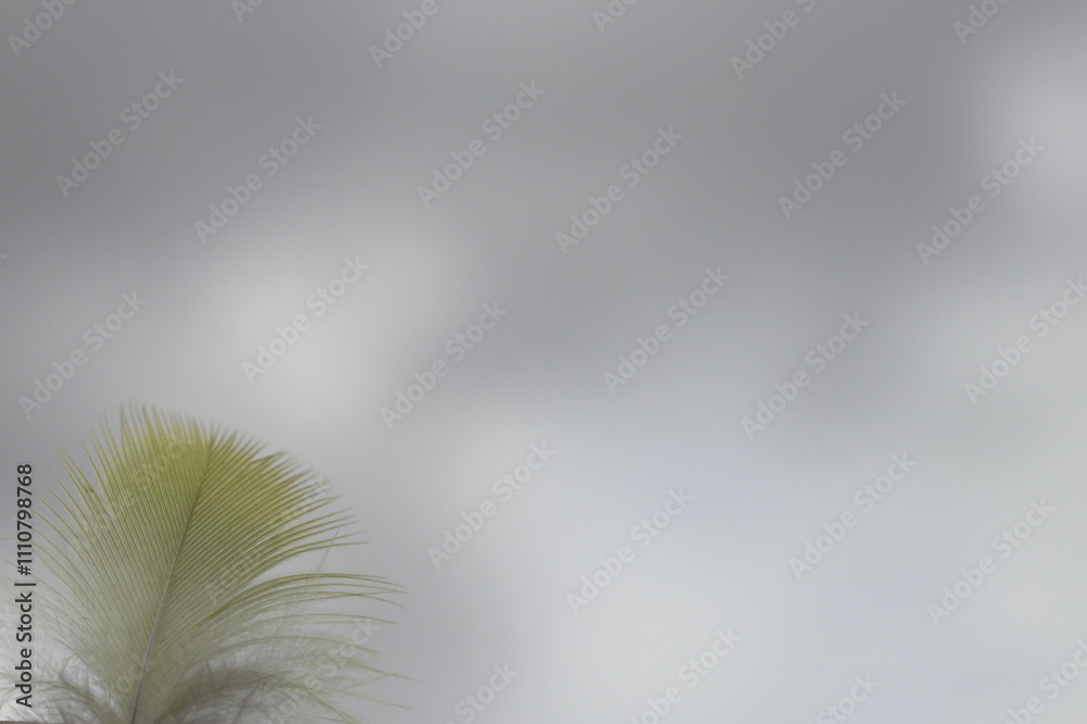 Obraz premium periquito