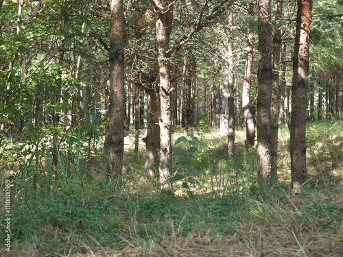 Pine forest in early autumn in Lopatinsky quarries, Moscow region photo