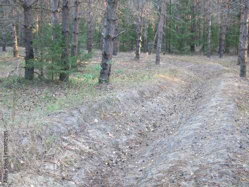 Pine forest in early autumn in Lopatinsky quarries, Moscow region photo