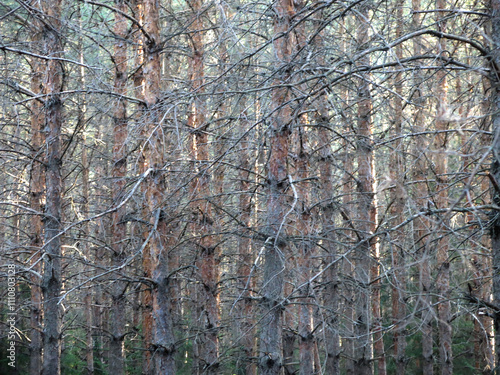 Pine forest in early autumn in Lopatinsky quarries, Moscow region photo