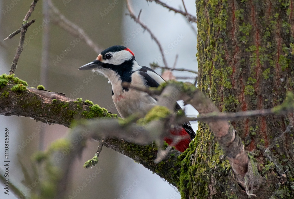 An average spotted woodpecker sits on a tree in winter. An average spotted woodpecker sits on a tree in winter.