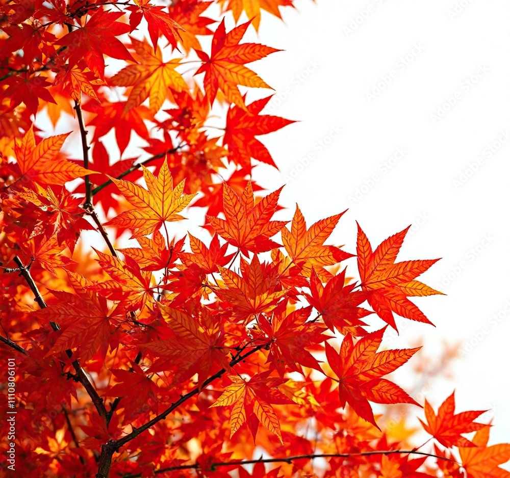 Vibrant maple leaves in shades of orange and red rustling against each other, deciduous, red Vibrant maple leaves in shades of orange and red rustling against each other, deciduous, red