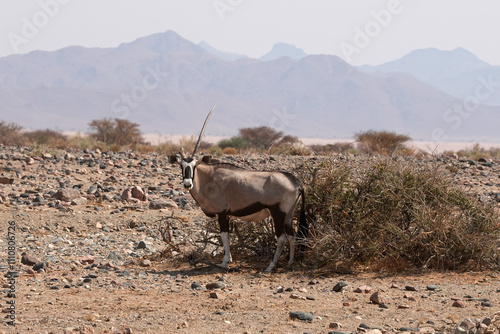 Oryxantilope in freier Wildbahn in Namibia photo