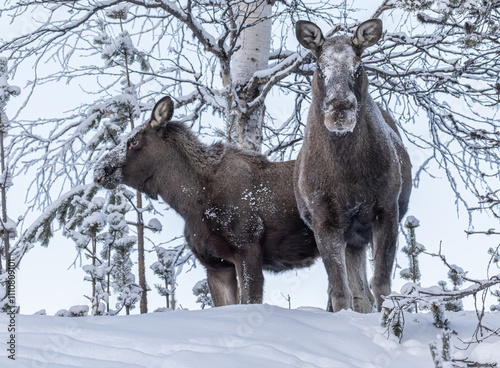 Two moose in the snow