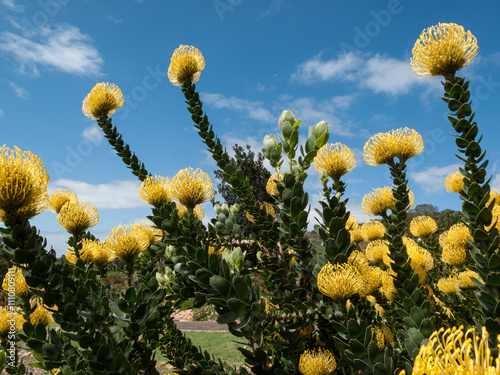 Yellow Protea flowers