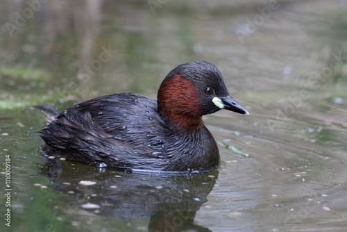 Little Grebe in summer plumage
