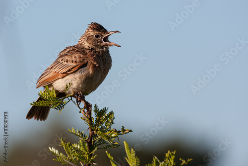 Singing Red capped Lark