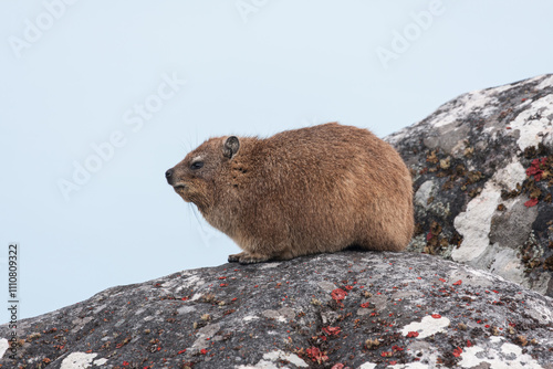 Rock Dassie on Table Mountain
