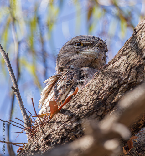 Tawny Frogmouth