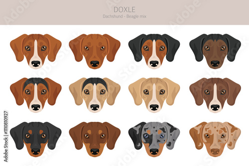 Doxle clipart. Dachshund - Beagle mix. Different coat colors set.  Vector illustration