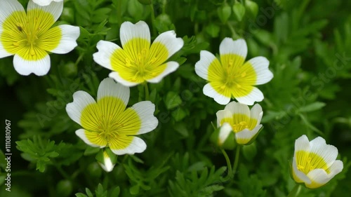 Limnanthes flower (Poached egg flower) in the spring macro