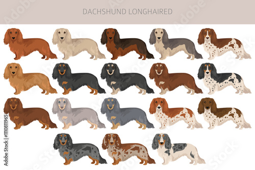 Dachshund long haired dog clipart. Different coat colors set.  Vector illustration