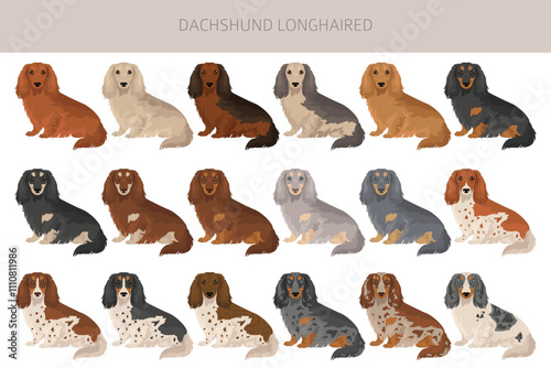 Dachshund long haired dog clipart. Different coat colors set.  Vector illustration