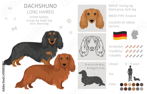 Dachshund long haired dog clipart. Different coat colors set.  Vector illustration