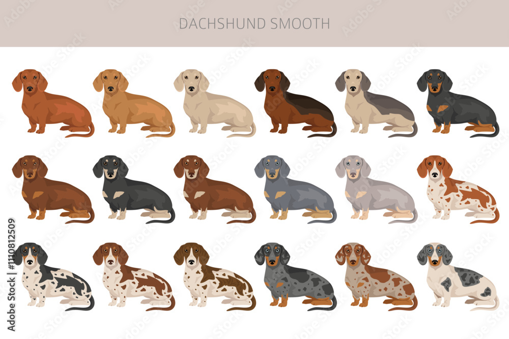 Fototapeta premium Dachshund short haired dog clipart. Different coat colors set. Vector illustration