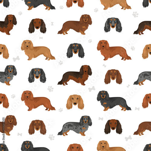 Dachshund long haired dog seamless pattern. Different coat colors set.  Vector illustration