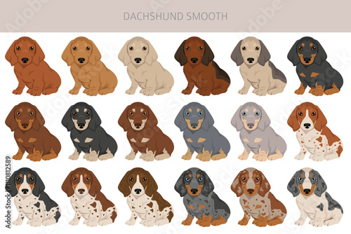 Dachshund short haired dog clipart. Different coat colors set.  Vector illustration