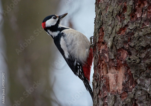 spotted woodpecker