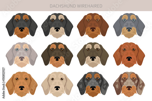 Dachshund wire haired dog clipart. Different coat colors set.  Vector illustration