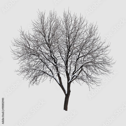 Winter Bare Tree with Snowy Branches on a Gray Background, Symbolizing Dormancy, Nature's Beauty, and Seasonal Change in a Minimalistic Style